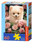 Pusle Castorland 60 el. Pomeranian Puppy In Roses 066261, 32 cm x 23 cm, 60 tk, mitmev&auml;rviline