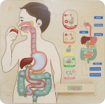 Arendav tahvel, inimkeha Masterkidz Digestive System, EN, sinine v./pruun v./roheline v.