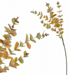 Kunstoks, eukal&uuml;pt Mondex Viridis, oranž, 92 cm x 11 cm