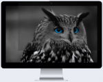 Privaatsusfilter (Privacy filter) Natec Owl 23.8" 16:9, 23.8 "