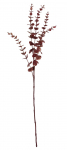 Kunstoks, eukal&uuml;pt Splendid, bordoo, 73 cm