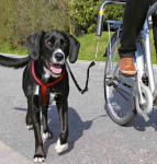 Koera rihm Trixie Dog Biker, must v.