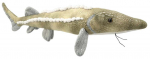 Pehme m&auml;nguasi Wild Planet Sturgeon, beež, 7 cm