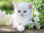 Pusle Ravensburger White Kitten, 1500 tk