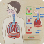 Hariv m&auml;ng, inimkeha Masterkidz Breathing System, EN, pruun v.