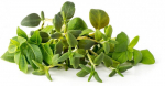 Nutiaia seemned Click & Grow, mitmesugused taimed, 9 tk