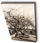 Reproduktsioon Wallity 4570VANGOGH020, 70 cm x 45 cm